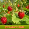 Strawberry glade Icon